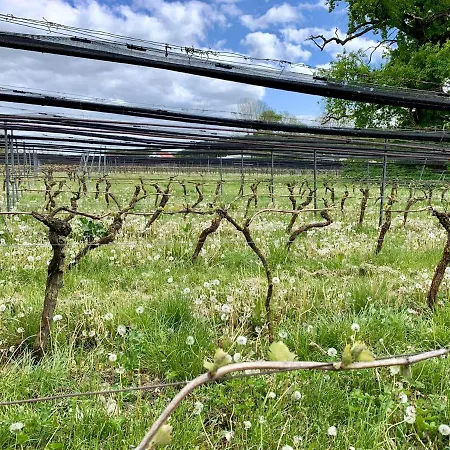 Kranichnest Neubrandenburg